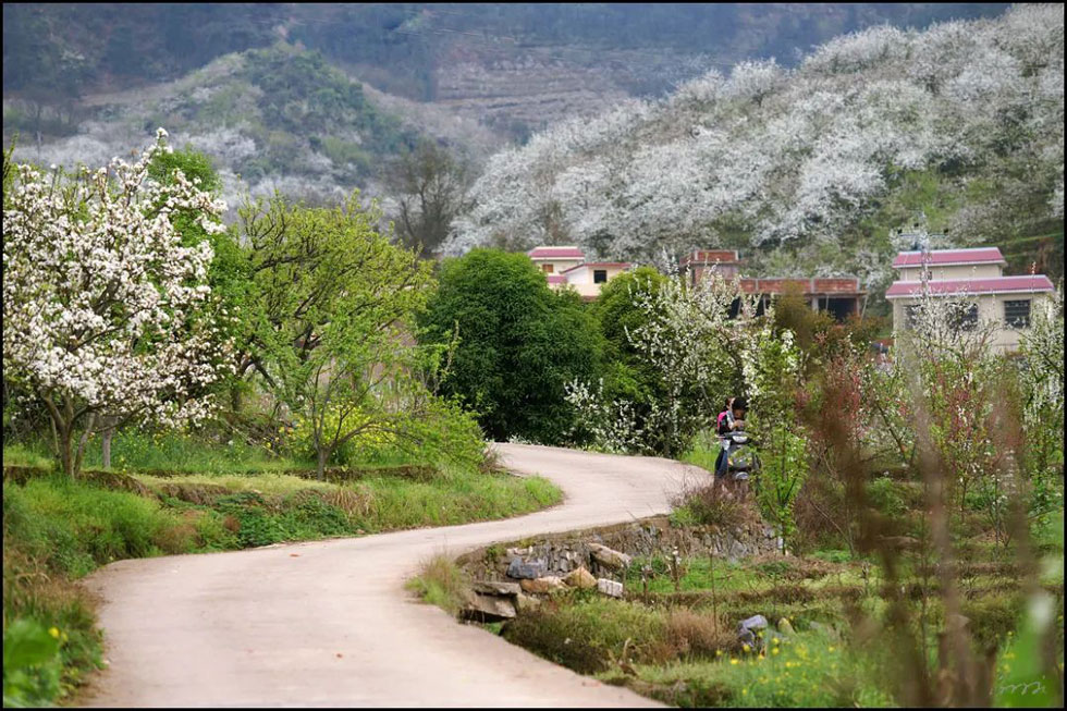 【春天,广西桂林灌阳县向您发出邀请!】我们在灌阳看梨花 - 游山玩水 - 克孜勒苏生活社区 - 克孜勒苏28生活网 kzls.28life.com