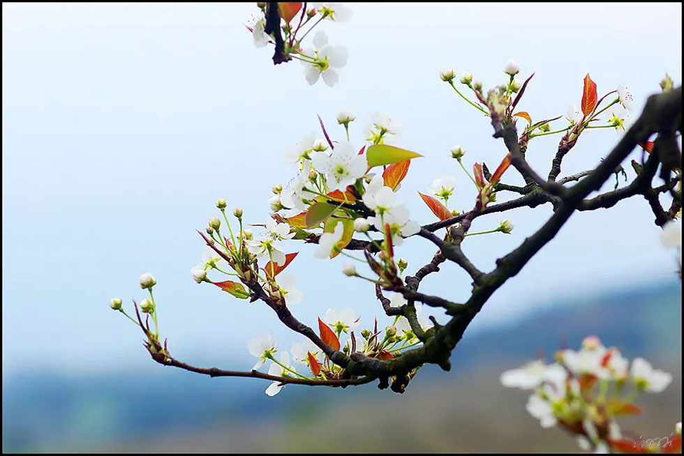 【春天,广西桂林灌阳县向您发出邀请!】我们在灌阳看梨花 - 游山玩水 - 克孜勒苏生活社区 - 克孜勒苏28生活网 kzls.28life.com