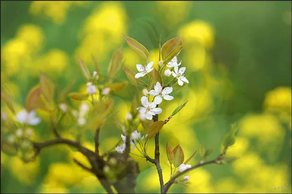 【春天,广西桂林灌阳县向您发出邀请!】我们在灌阳看梨花 - 游山玩水 - 克孜勒苏生活社区 - 克孜勒苏28生活网 kzls.28life.com