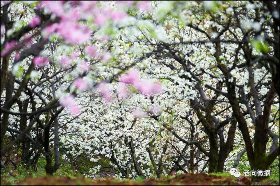 【春天,广西桂林灌阳县向您发出邀请!】我们在灌阳看梨花 - 游山玩水 - 克孜勒苏生活社区 - 克孜勒苏28生活网 kzls.28life.com