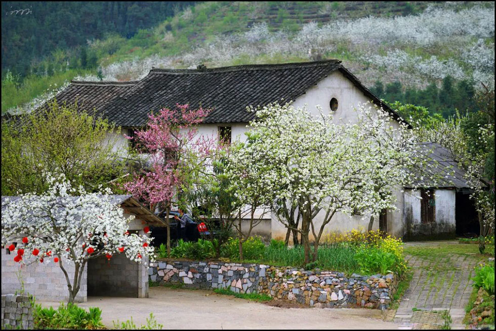 【春天,广西桂林灌阳县向您发出邀请!】我们在灌阳看梨花 - 游山玩水 - 克孜勒苏生活社区 - 克孜勒苏28生活网 kzls.28life.com