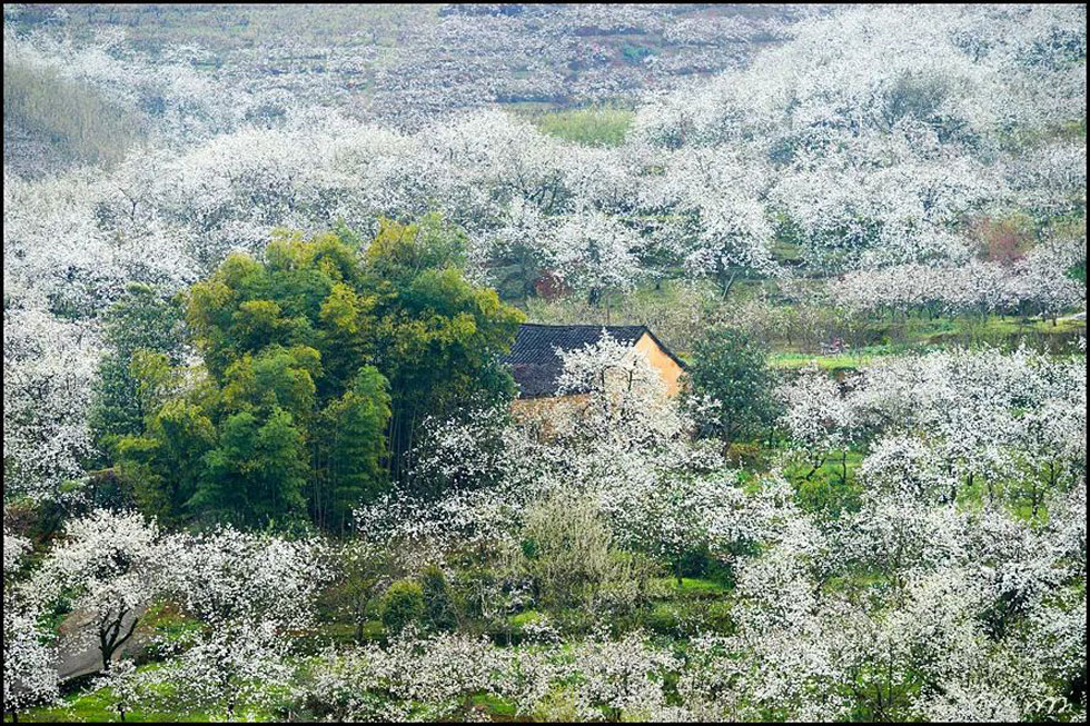 【春天,广西桂林灌阳县向您发出邀请!】我们在灌阳看梨花 - 游山玩水 - 克孜勒苏生活社区 - 克孜勒苏28生活网 kzls.28life.com