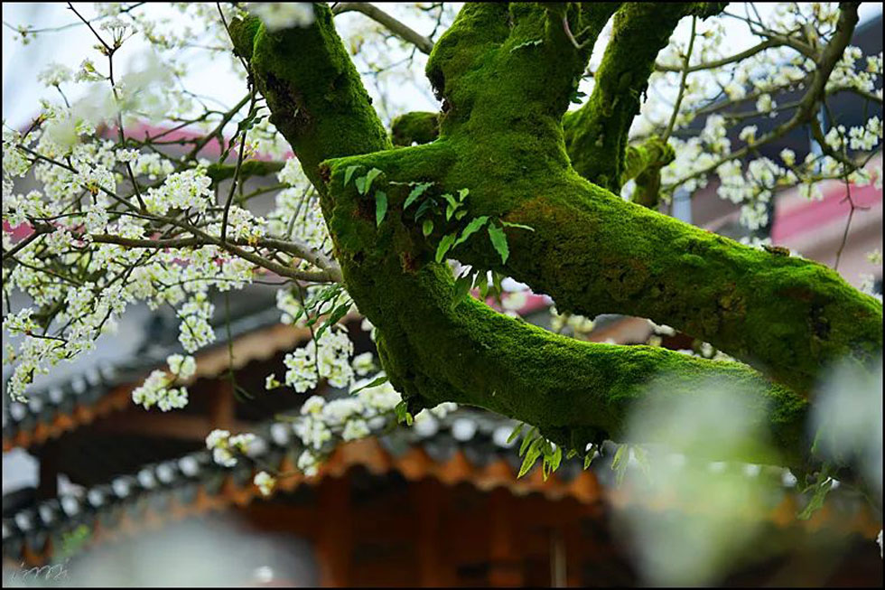 【春天,广西桂林灌阳县向您发出邀请!】我们在灌阳看梨花 - 游山玩水 - 克孜勒苏生活社区 - 克孜勒苏28生活网 kzls.28life.com