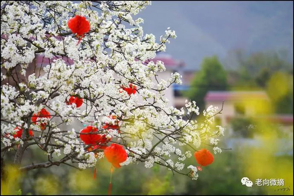 【春天,广西桂林灌阳县向您发出邀请!】我们在灌阳看梨花 - 游山玩水 - 克孜勒苏生活社区 - 克孜勒苏28生活网 kzls.28life.com