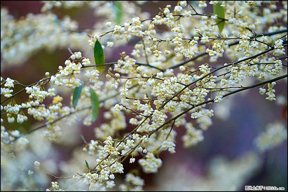 【春天，广西桂林灌阳县向您发出邀请！】米珠山前有片山苍子花在飘香 - 游山玩水 - 克孜勒苏生活社区 - 克孜勒苏28生活网 kzls.28life.com
