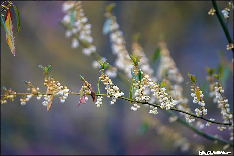 【春天，广西桂林灌阳县向您发出邀请！】米珠山前有片山苍子花在飘香 - 游山玩水 - 克孜勒苏生活社区 - 克孜勒苏28生活网 kzls.28life.com