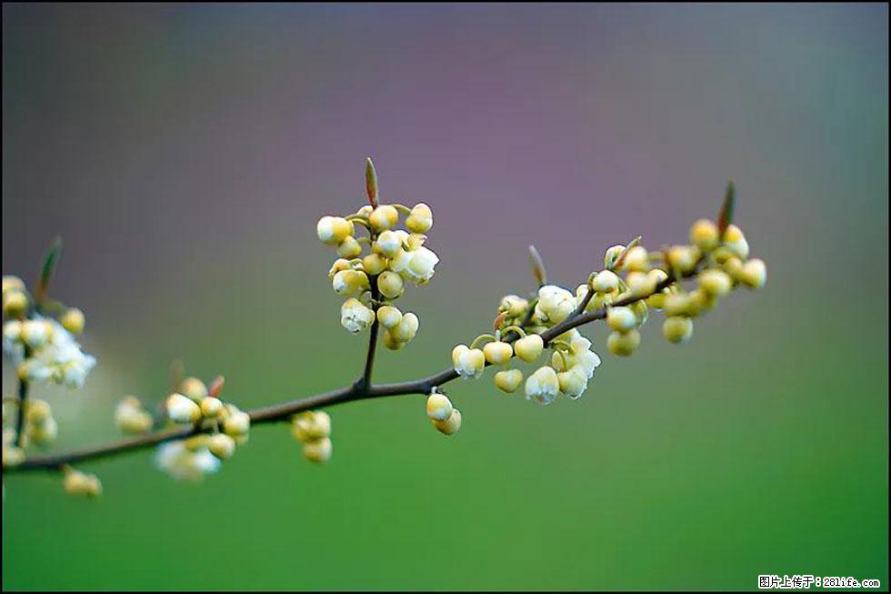【春天，广西桂林灌阳县向您发出邀请！】米珠山前有片山苍子花在飘香 - 游山玩水 - 克孜勒苏生活社区 - 克孜勒苏28生活网 kzls.28life.com
