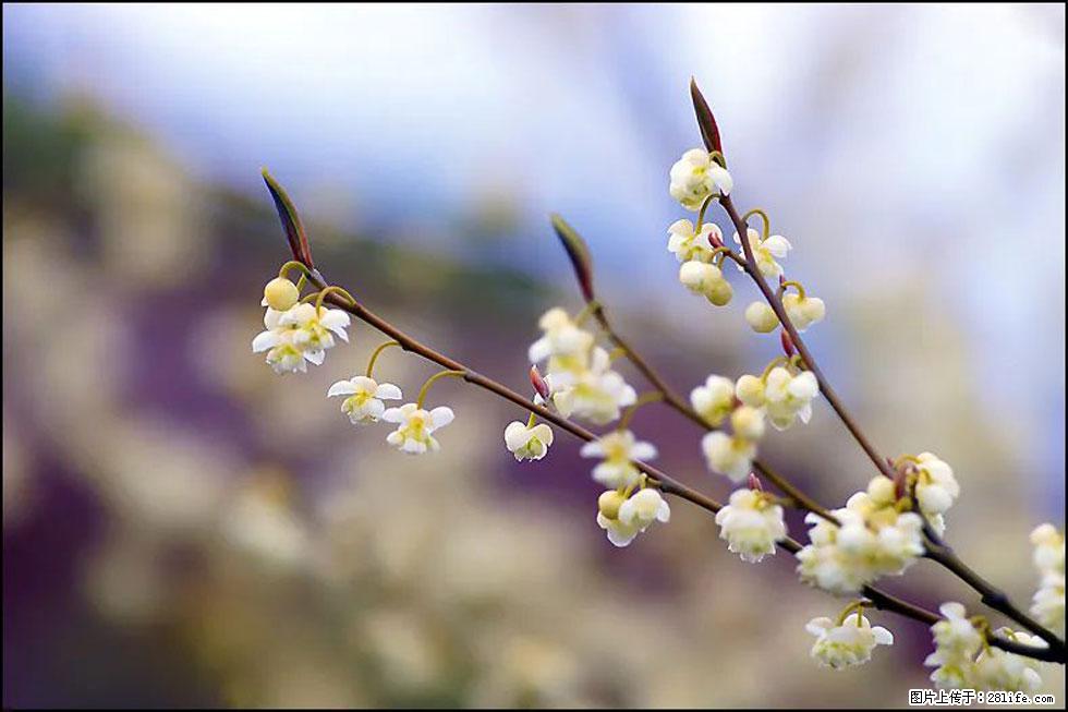 【春天，广西桂林灌阳县向您发出邀请！】米珠山前有片山苍子花在飘香 - 游山玩水 - 克孜勒苏生活社区 - 克孜勒苏28生活网 kzls.28life.com