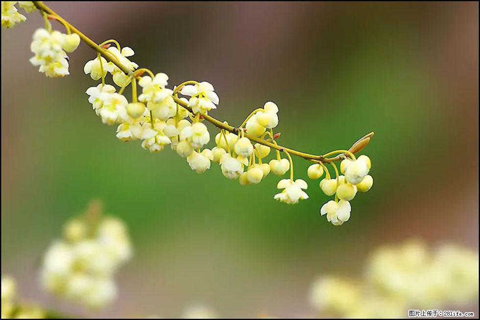 【春天，广西桂林灌阳县向您发出邀请！】米珠山前有片山苍子花在飘香 - 游山玩水 - 克孜勒苏生活社区 - 克孜勒苏28生活网 kzls.28life.com