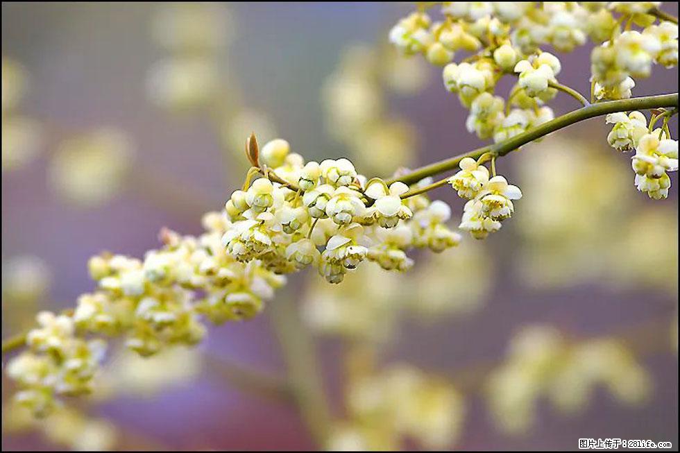 【春天，广西桂林灌阳县向您发出邀请！】米珠山前有片山苍子花在飘香 - 游山玩水 - 克孜勒苏生活社区 - 克孜勒苏28生活网 kzls.28life.com