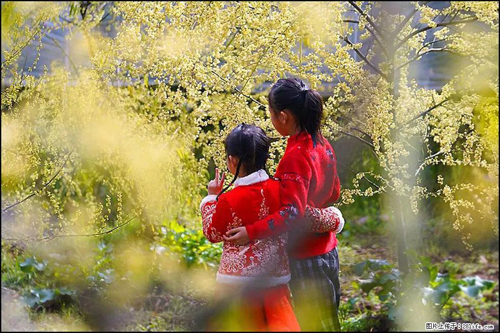 【春天，广西桂林灌阳县向您发出邀请！】米珠山前有片山苍子花在飘香 - 游山玩水 - 克孜勒苏生活社区 - 克孜勒苏28生活网 kzls.28life.com