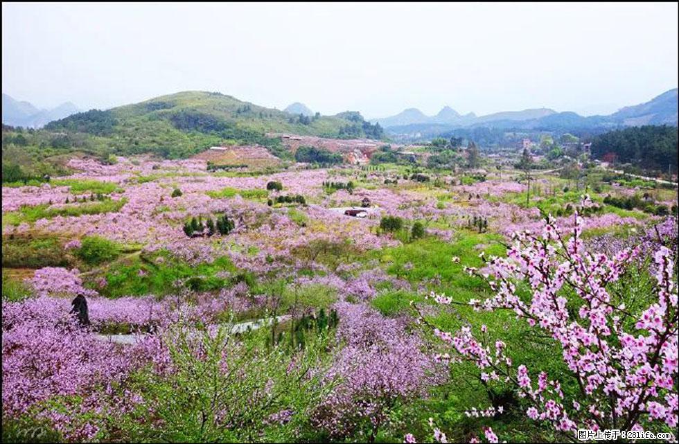 【春天,广西桂林灌阳县向您发出邀请!】官庄村有个醉美的桃花园 - 游山玩水 - 克孜勒苏生活社区 - 克孜勒苏28生活网 kzls.28life.com