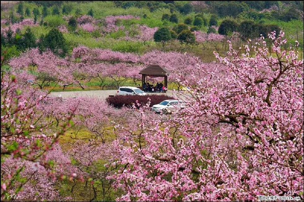【春天,广西桂林灌阳县向您发出邀请!】官庄村有个醉美的桃花园 - 游山玩水 - 克孜勒苏生活社区 - 克孜勒苏28生活网 kzls.28life.com
