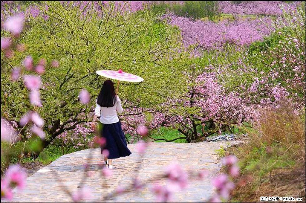 【春天,广西桂林灌阳县向您发出邀请!】官庄村有个醉美的桃花园 - 游山玩水 - 克孜勒苏生活社区 - 克孜勒苏28生活网 kzls.28life.com