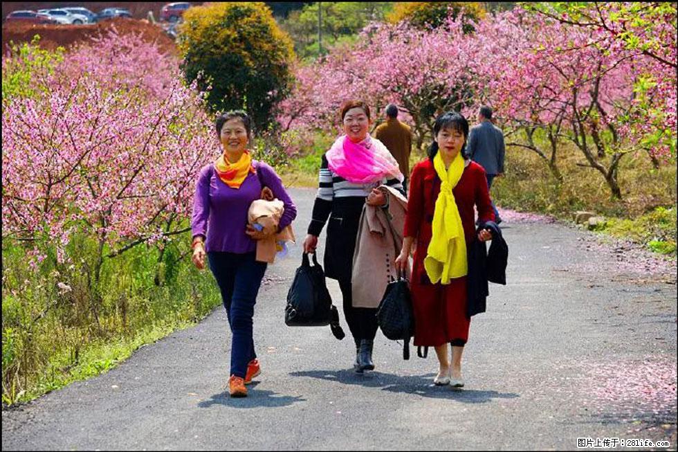 【春天,广西桂林灌阳县向您发出邀请!】官庄村有个醉美的桃花园 - 游山玩水 - 克孜勒苏生活社区 - 克孜勒苏28生活网 kzls.28life.com