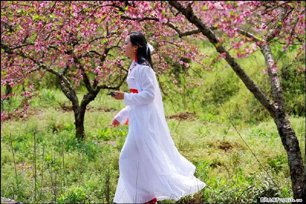 【春天,广西桂林灌阳县向您发出邀请!】官庄村有个醉美的桃花园 - 游山玩水 - 克孜勒苏生活社区 - 克孜勒苏28生活网 kzls.28life.com