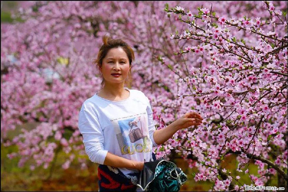 【春天,广西桂林灌阳县向您发出邀请!】官庄村有个醉美的桃花园 - 游山玩水 - 克孜勒苏生活社区 - 克孜勒苏28生活网 kzls.28life.com