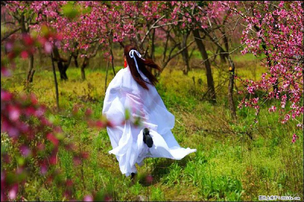 【春天,广西桂林灌阳县向您发出邀请!】官庄村有个醉美的桃花园 - 游山玩水 - 克孜勒苏生活社区 - 克孜勒苏28生活网 kzls.28life.com