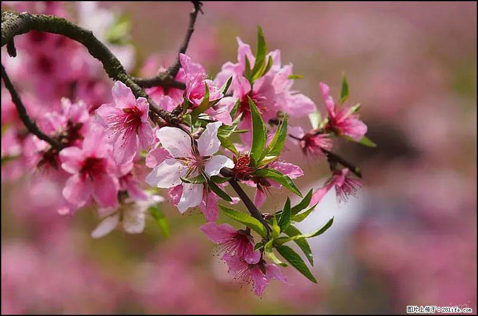 【春天,广西桂林灌阳县向您发出邀请!】官庄村有个醉美的桃花园 - 游山玩水 - 克孜勒苏生活社区 - 克孜勒苏28生活网 kzls.28life.com