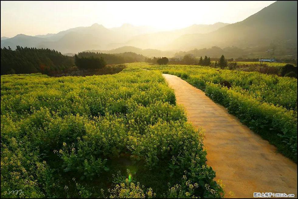 【春天,广西桂林灌阳县向您发出邀请!】长坪村油菜盛情花开 - 游山玩水 - 克孜勒苏生活社区 - 克孜勒苏28生活网 kzls.28life.com