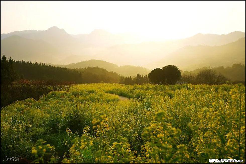 【春天,广西桂林灌阳县向您发出邀请!】长坪村油菜盛情花开 - 游山玩水 - 克孜勒苏生活社区 - 克孜勒苏28生活网 kzls.28life.com