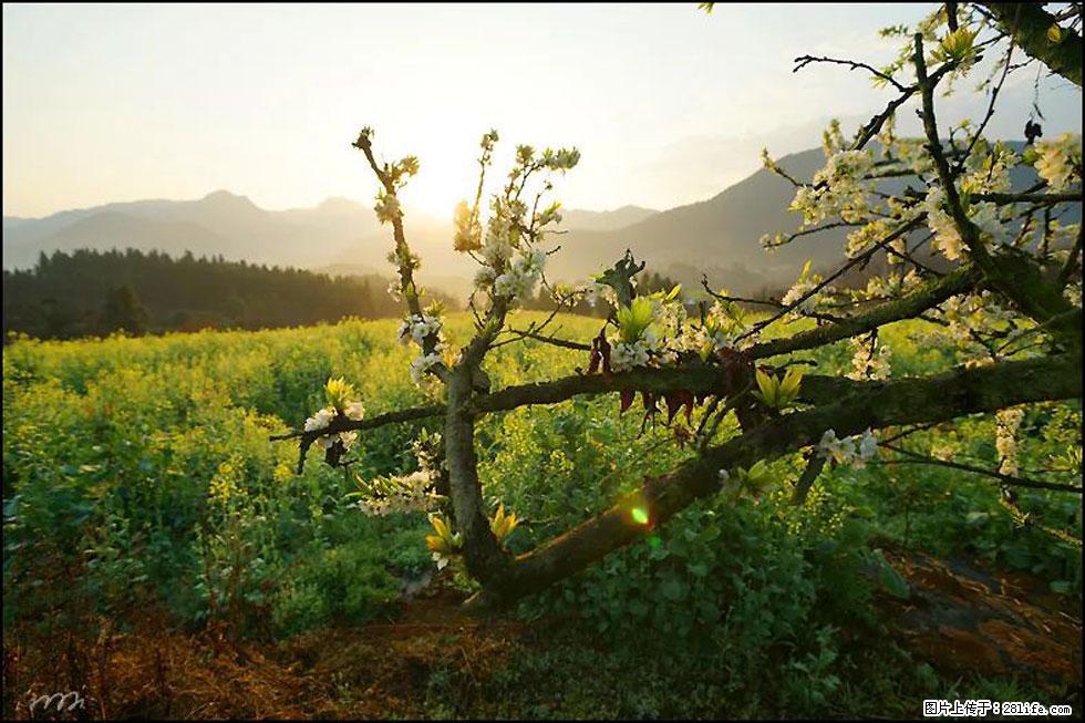 【春天,广西桂林灌阳县向您发出邀请!】长坪村油菜盛情花开 - 游山玩水 - 克孜勒苏生活社区 - 克孜勒苏28生活网 kzls.28life.com