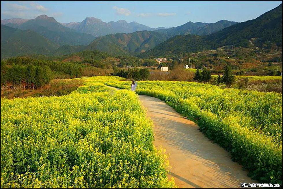 【春天,广西桂林灌阳县向您发出邀请!】长坪村油菜盛情花开 - 游山玩水 - 克孜勒苏生活社区 - 克孜勒苏28生活网 kzls.28life.com