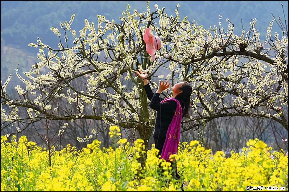 【春天,广西桂林灌阳县向您发出邀请!】长坪村油菜盛情花开 - 游山玩水 - 克孜勒苏生活社区 - 克孜勒苏28生活网 kzls.28life.com