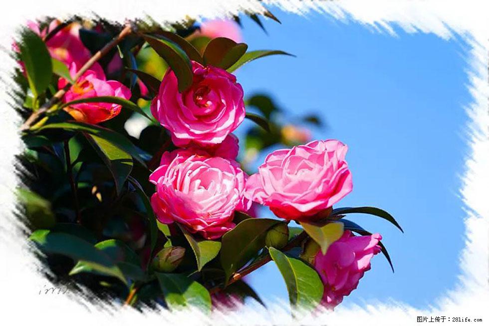 【春天,广西桂林灌阳县向您发出邀请!】杨柳井茶花惹人爱 - 游山玩水 - 克孜勒苏生活社区 - 克孜勒苏28生活网 kzls.28life.com