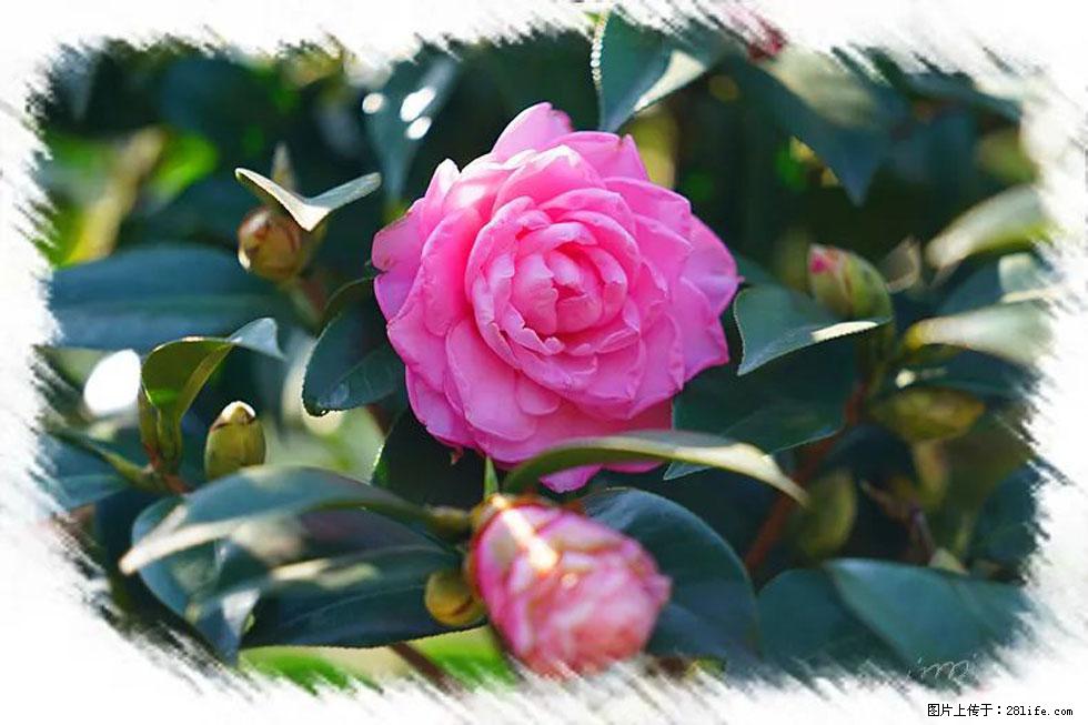 【春天,广西桂林灌阳县向您发出邀请!】杨柳井茶花惹人爱 - 游山玩水 - 克孜勒苏生活社区 - 克孜勒苏28生活网 kzls.28life.com