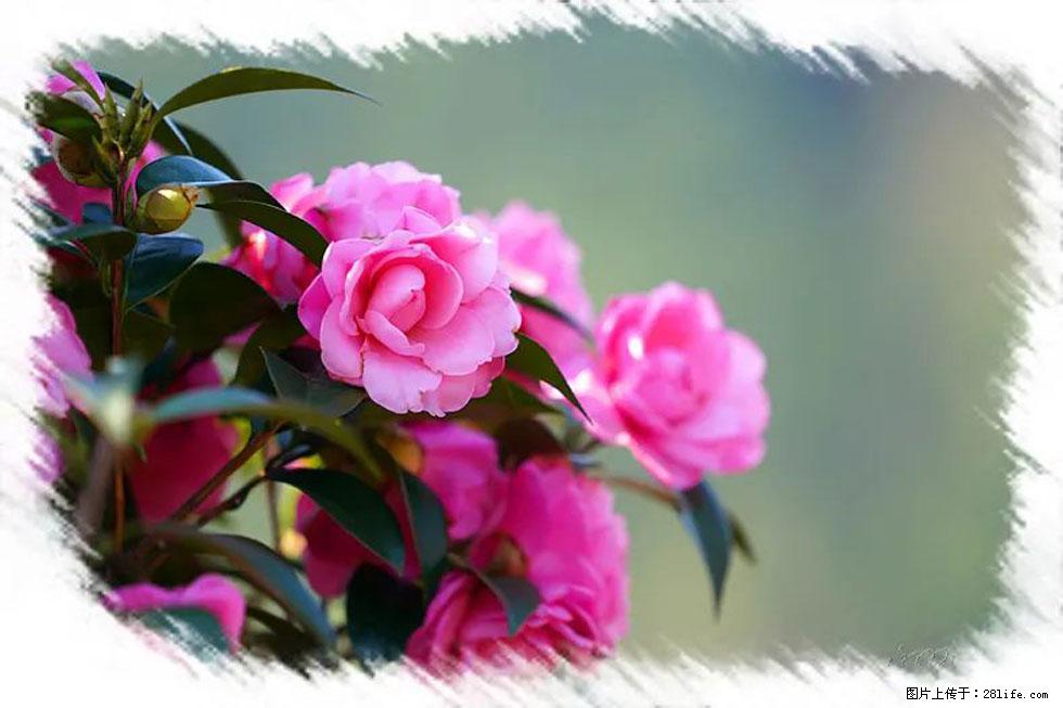 【春天,广西桂林灌阳县向您发出邀请!】杨柳井茶花惹人爱 - 游山玩水 - 克孜勒苏生活社区 - 克孜勒苏28生活网 kzls.28life.com