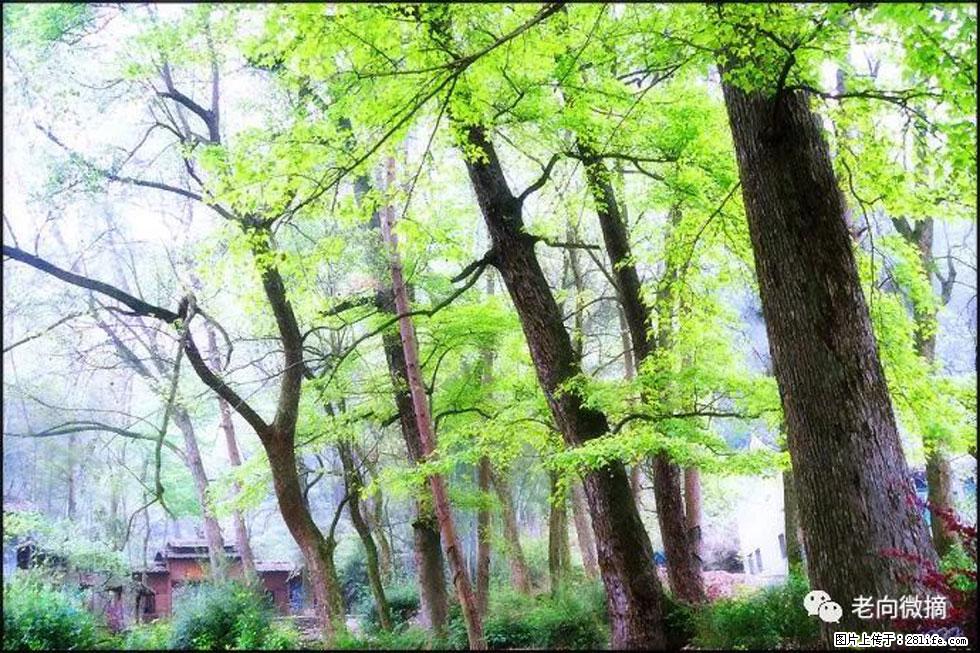 【春天,广西桂林灌阳县向您发出邀请!】在小龙村与春天约会 - 游山玩水 - 克孜勒苏生活社区 - 克孜勒苏28生活网 kzls.28life.com