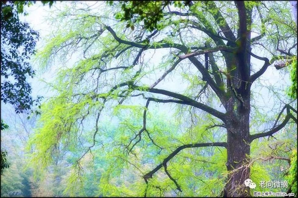 【春天,广西桂林灌阳县向您发出邀请!】在小龙村与春天约会 - 游山玩水 - 克孜勒苏生活社区 - 克孜勒苏28生活网 kzls.28life.com