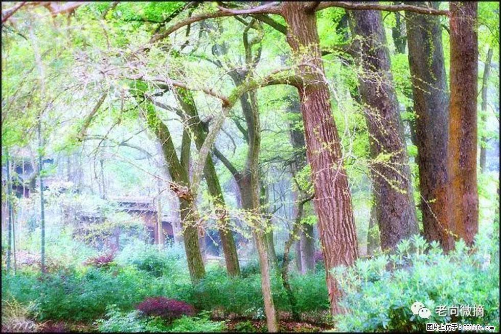 【春天,广西桂林灌阳县向您发出邀请!】在小龙村与春天约会 - 游山玩水 - 克孜勒苏生活社区 - 克孜勒苏28生活网 kzls.28life.com