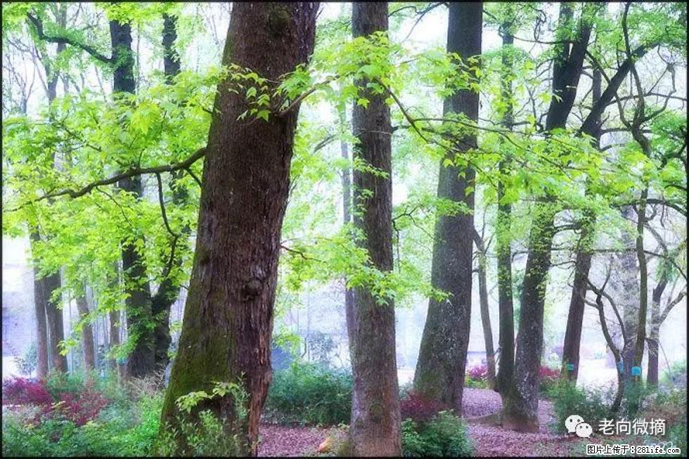 【春天,广西桂林灌阳县向您发出邀请!】在小龙村与春天约会 - 游山玩水 - 克孜勒苏生活社区 - 克孜勒苏28生活网 kzls.28life.com