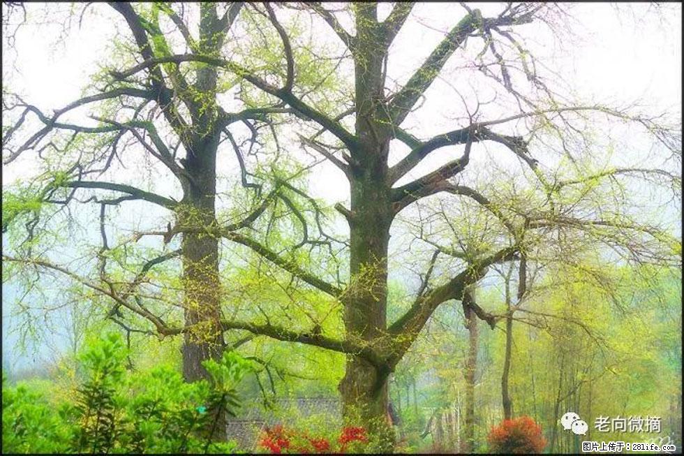 【春天,广西桂林灌阳县向您发出邀请!】在小龙村与春天约会 - 游山玩水 - 克孜勒苏生活社区 - 克孜勒苏28生活网 kzls.28life.com