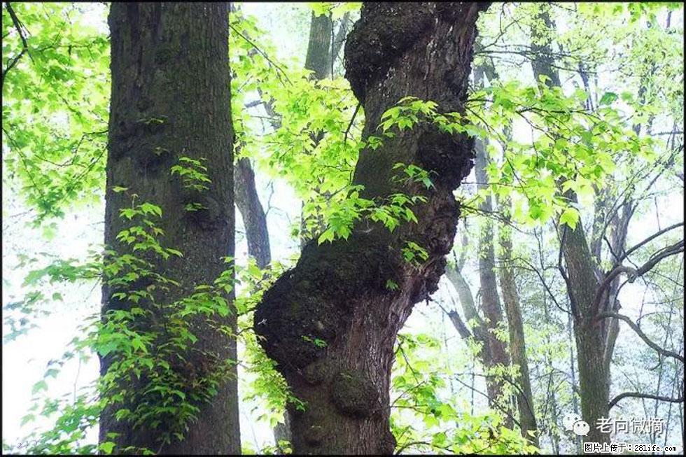 【春天,广西桂林灌阳县向您发出邀请!】在小龙村与春天约会 - 游山玩水 - 克孜勒苏生活社区 - 克孜勒苏28生活网 kzls.28life.com