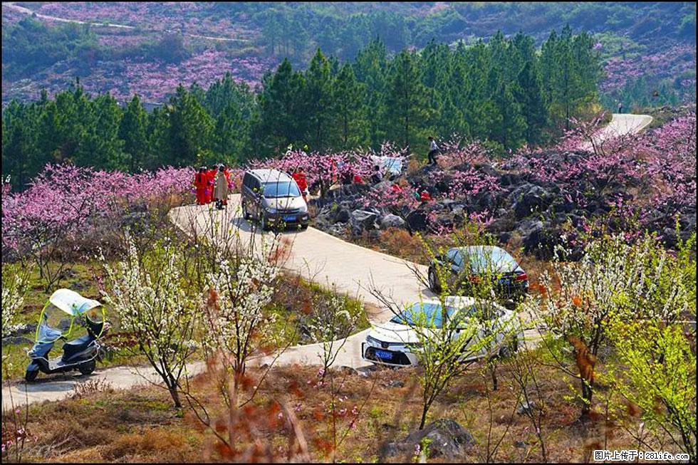 【春天,广西桂林灌阳县向您发出邀请!】望月岭上桃花开 - 游山玩水 - 克孜勒苏生活社区 - 克孜勒苏28生活网 kzls.28life.com