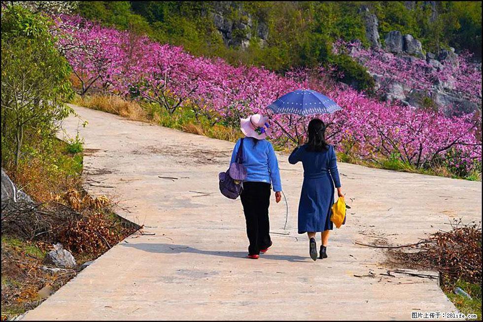 【春天,广西桂林灌阳县向您发出邀请!】望月岭上桃花开 - 游山玩水 - 克孜勒苏生活社区 - 克孜勒苏28生活网 kzls.28life.com
