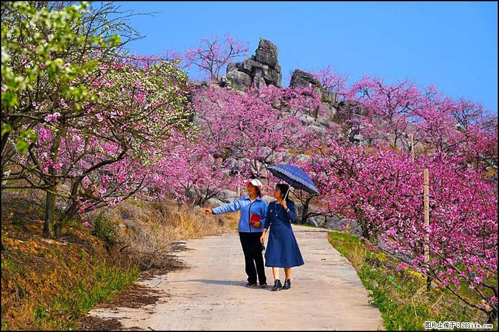 【春天,广西桂林灌阳县向您发出邀请!】望月岭上桃花开 - 游山玩水 - 克孜勒苏生活社区 - 克孜勒苏28生活网 kzls.28life.com