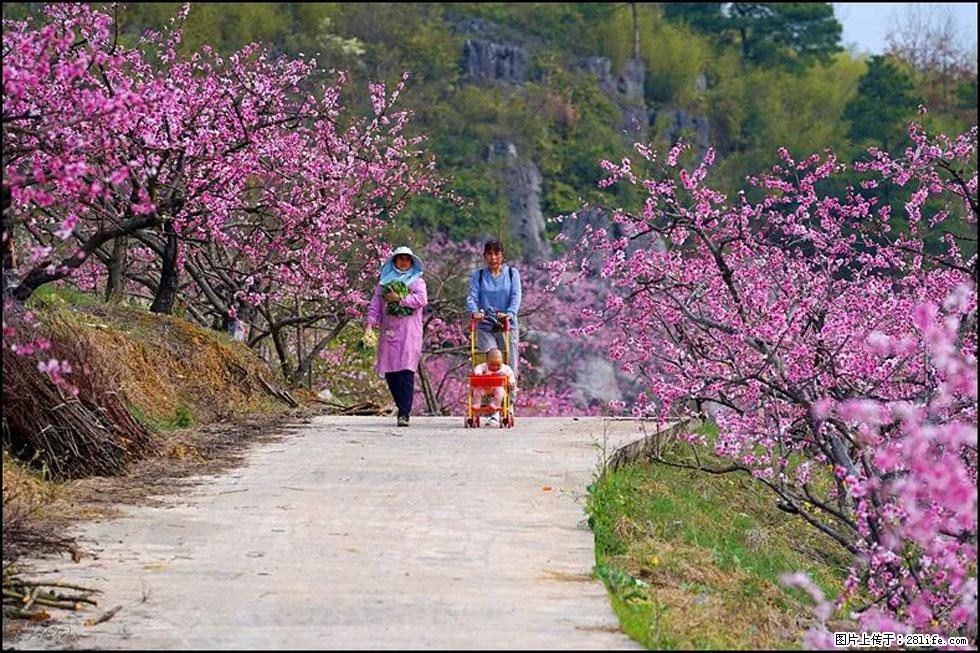 【春天,广西桂林灌阳县向您发出邀请!】望月岭上桃花开 - 游山玩水 - 克孜勒苏生活社区 - 克孜勒苏28生活网 kzls.28life.com