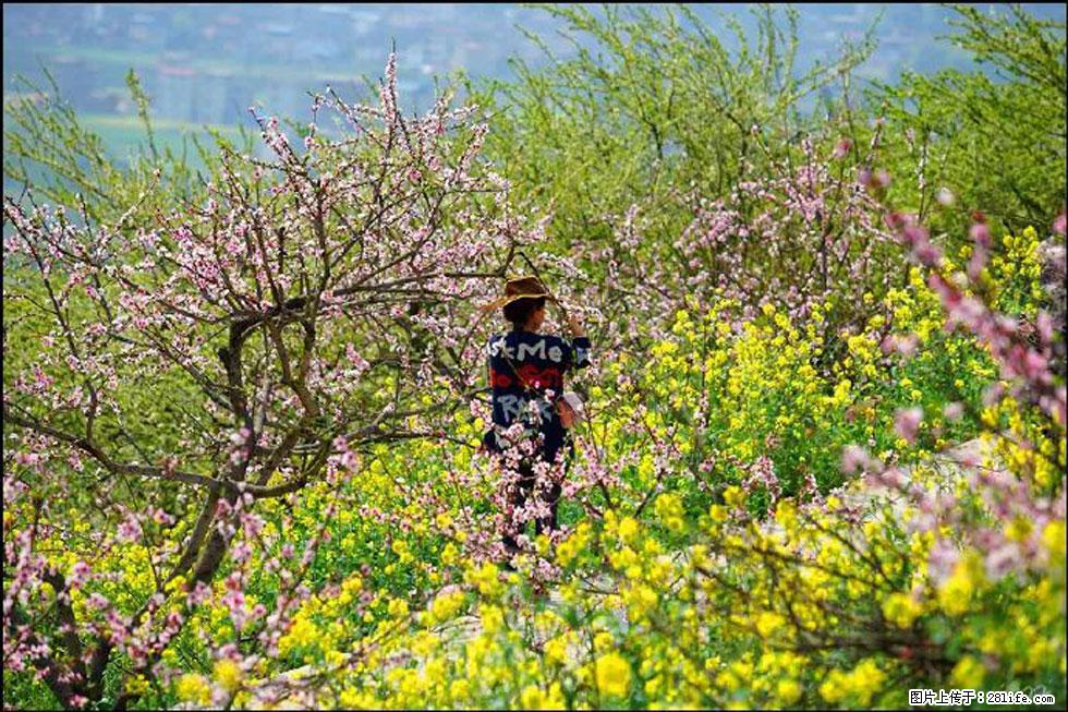 【春天,广西桂林灌阳县向您发出邀请!】望月岭上桃花开 - 游山玩水 - 克孜勒苏生活社区 - 克孜勒苏28生活网 kzls.28life.com