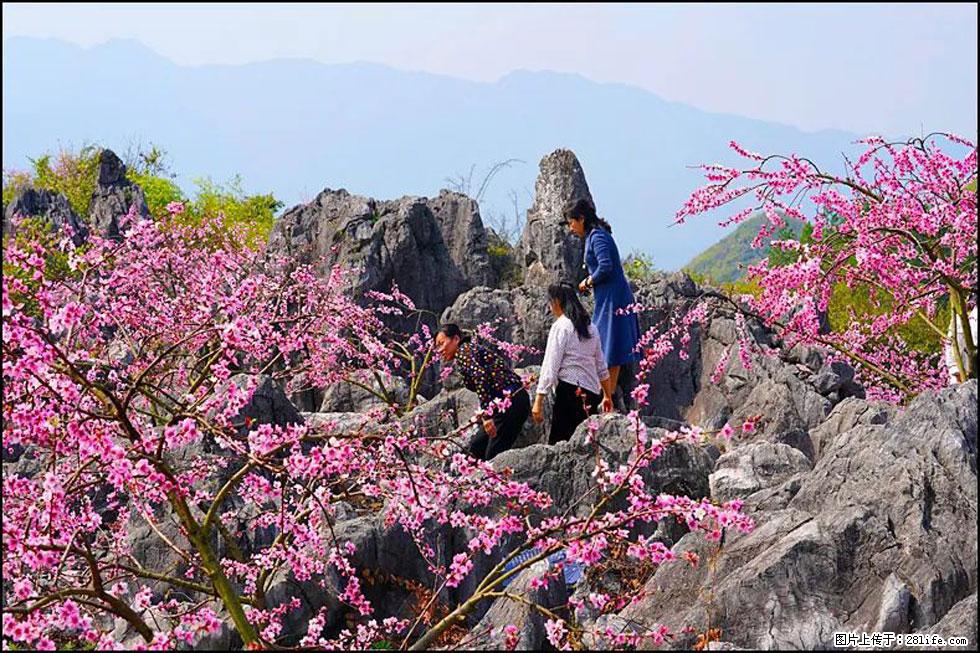【春天,广西桂林灌阳县向您发出邀请!】望月岭上桃花开 - 游山玩水 - 克孜勒苏生活社区 - 克孜勒苏28生活网 kzls.28life.com