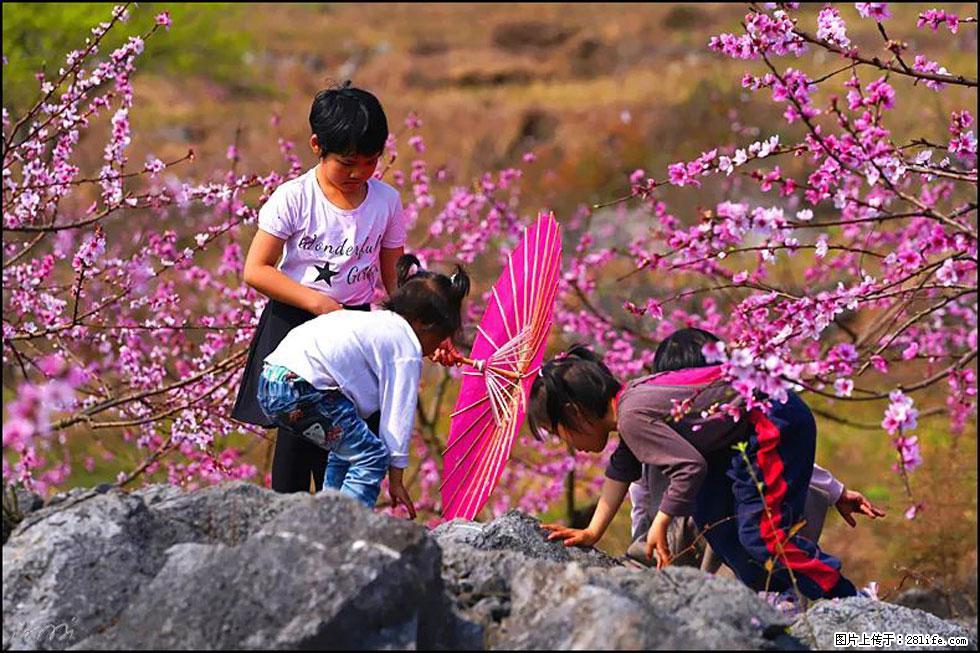【春天,广西桂林灌阳县向您发出邀请!】望月岭上桃花开 - 游山玩水 - 克孜勒苏生活社区 - 克孜勒苏28生活网 kzls.28life.com