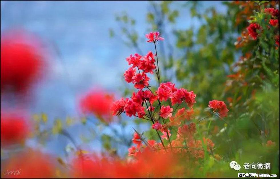 【春天，广西桂林灌阳县向您发出邀请！】登麒麟山，相约映山红 - 游山玩水 - 克孜勒苏生活社区 - 克孜勒苏28生活网 kzls.28life.com