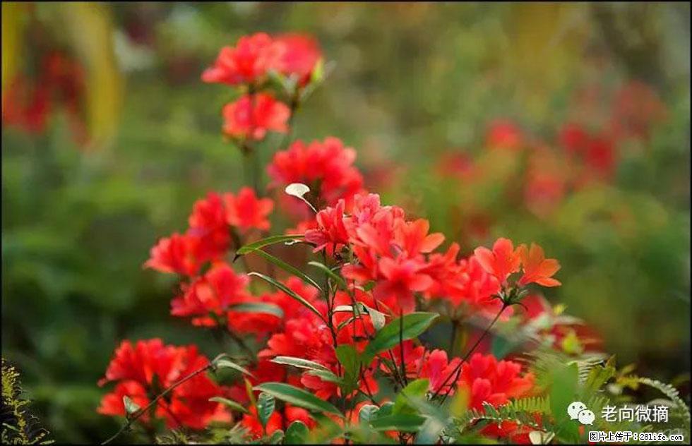 【春天，广西桂林灌阳县向您发出邀请！】登麒麟山，相约映山红 - 游山玩水 - 克孜勒苏生活社区 - 克孜勒苏28生活网 kzls.28life.com