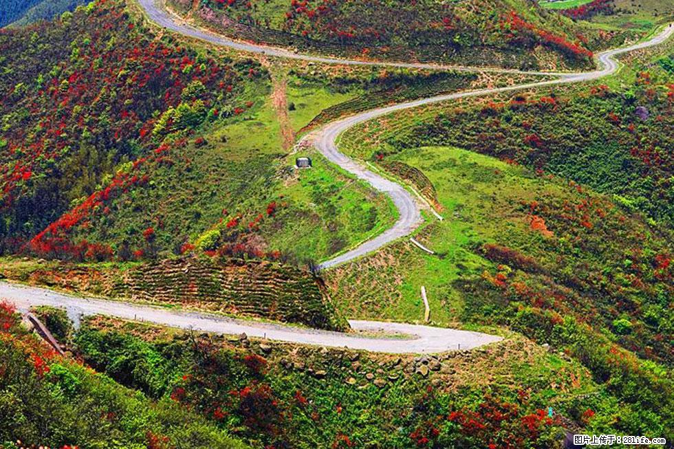 【春天,广西桂林灌阳县向您发出邀请!】春木界上映山红 - 游山玩水 - 克孜勒苏生活社区 - 克孜勒苏28生活网 kzls.28life.com