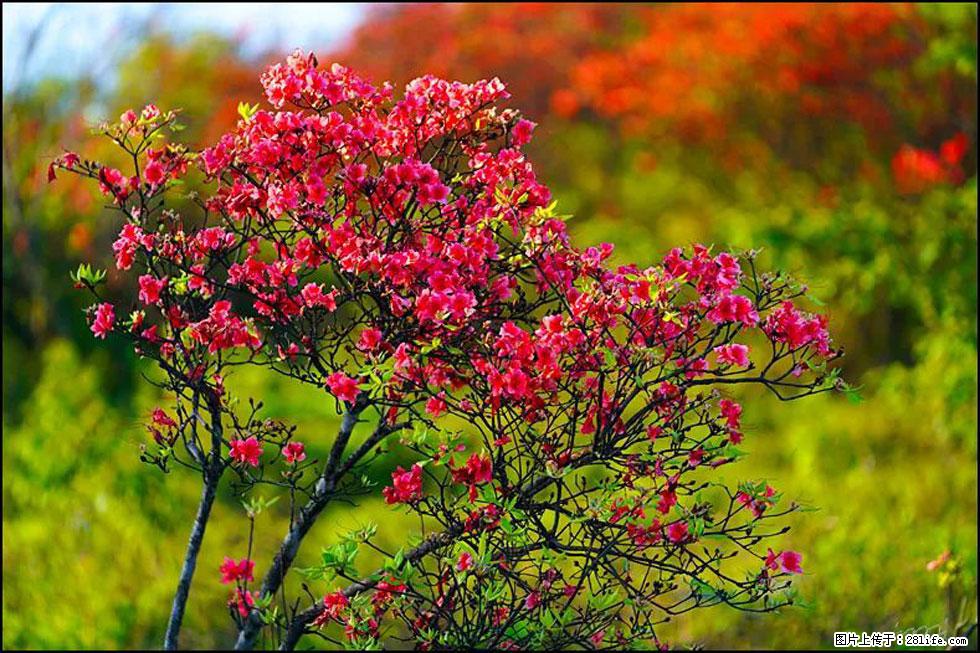 【春天,广西桂林灌阳县向您发出邀请!】春木界上映山红 - 游山玩水 - 克孜勒苏生活社区 - 克孜勒苏28生活网 kzls.28life.com