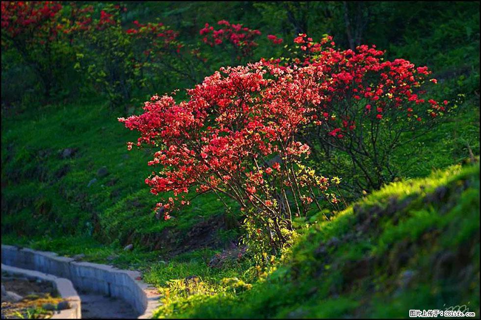 【春天,广西桂林灌阳县向您发出邀请!】春木界上映山红 - 游山玩水 - 克孜勒苏生活社区 - 克孜勒苏28生活网 kzls.28life.com