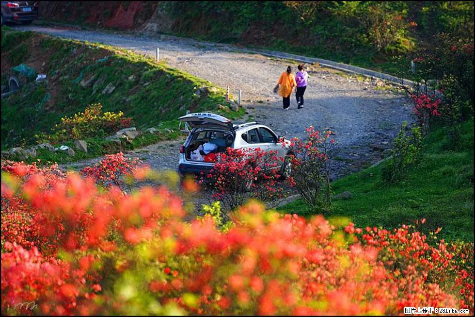 【春天,广西桂林灌阳县向您发出邀请!】春木界上映山红 - 游山玩水 - 克孜勒苏生活社区 - 克孜勒苏28生活网 kzls.28life.com